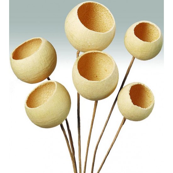 Bell Cups - Bleached Bell Cups - Bleached