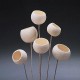 Bell Cups - Bleached Bell Cups - Bleached