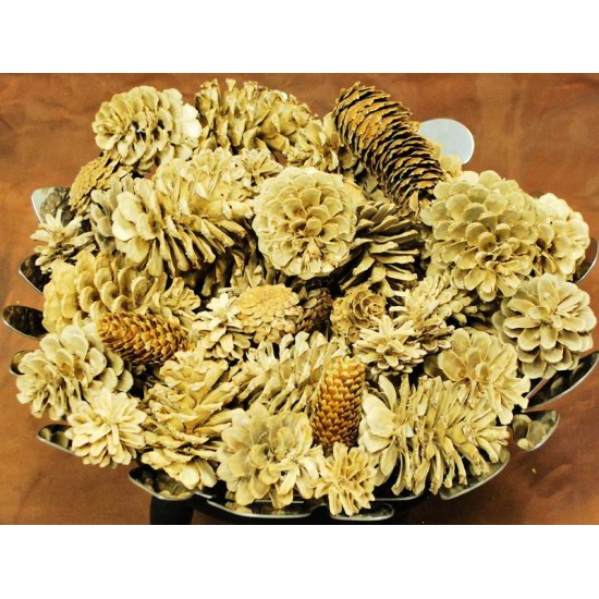 Bleach Assorted Pine cones