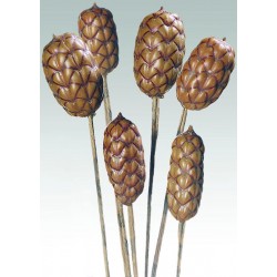 Dried Brazilia Pods on Stem