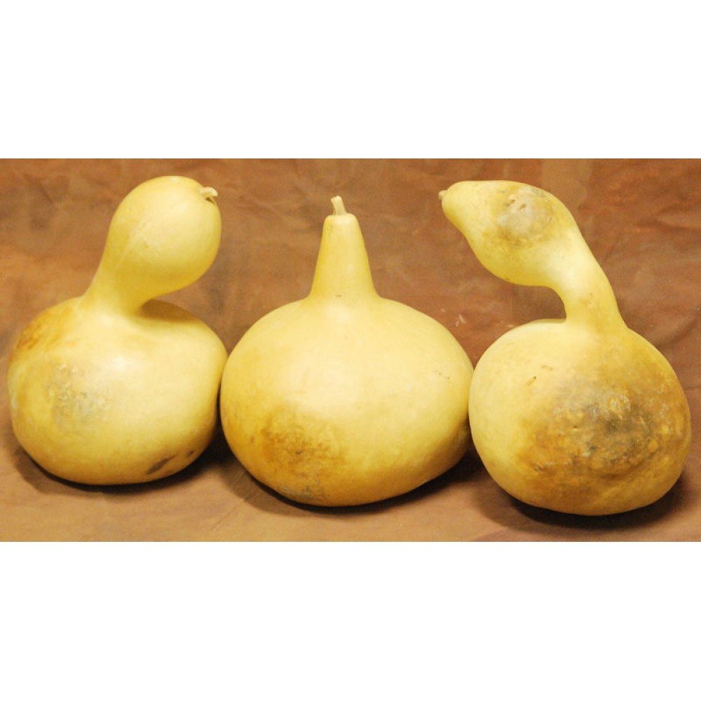 Dried Gourds Jumbo Size Decorative Gourds