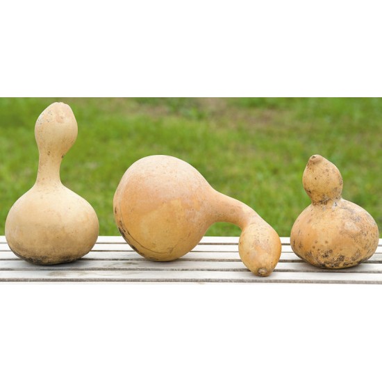 Dried Natural Gourds - Large Assortment