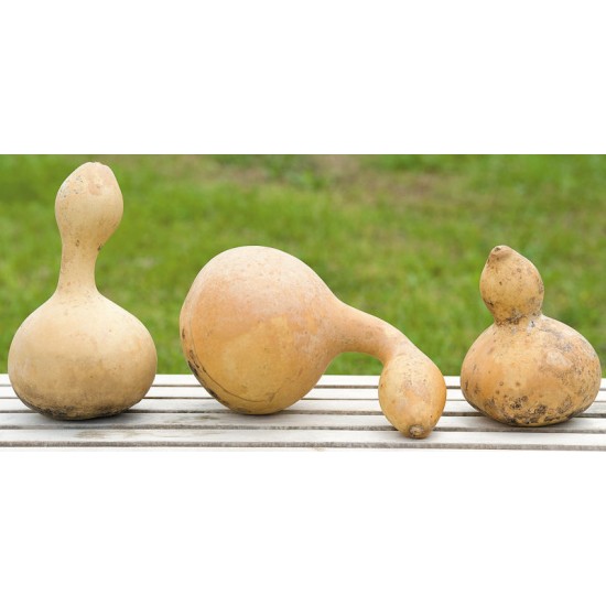 Dried Natural Gourds - Large Assortment Dried Natural Gourds - Large Assortment