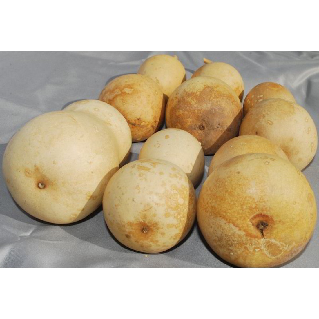 Dried Natural Gourds Large Size Assortment