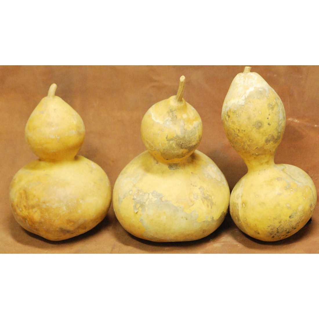 Dried Natural Gourds Large Size Assortment