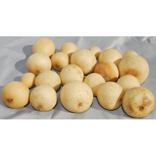 Dried Field Gourds - Small Size