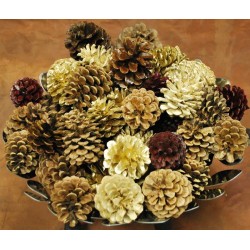 Finished Regal Assorted Pine cones