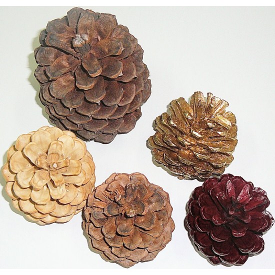 Finished Regal Assorted Pine cones