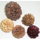 Finished Regal Assorted Pine cones