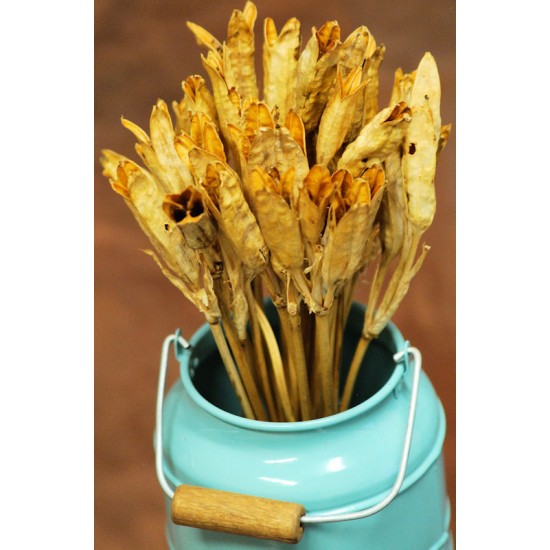 Dried Iris Pods