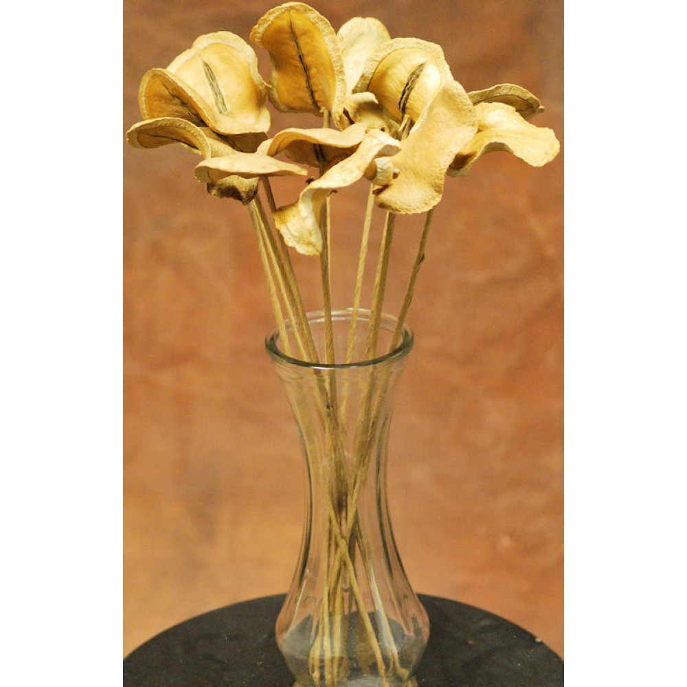 Jacaranda Pods for sale - Jacaranda pod decor