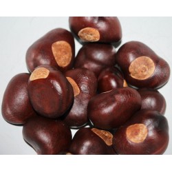 Buckeye Nuts - Large/Small Size Buckeyes Nuts