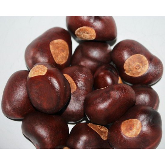 Buckeye Nuts - Large/Small Size Buckeyes Nuts
