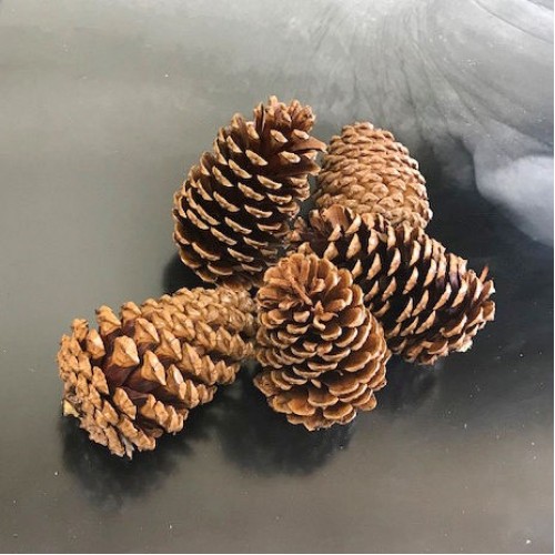 Pine cones for sale, Buy Pine cones, Purchase Pine cones