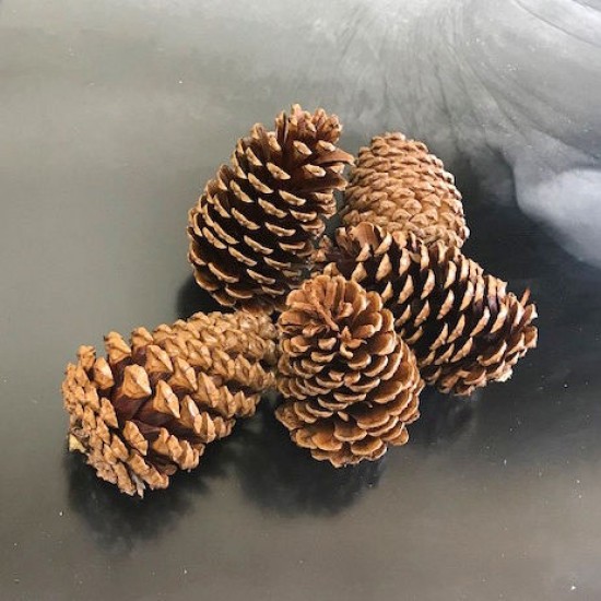 Dried Pinecones Medium Size 3-4 inch Dried Pinecones Medium Size 3-4 inch