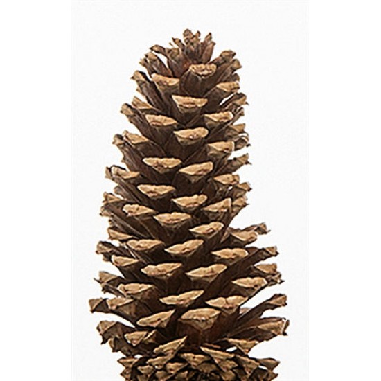 Dried Pinecones Medium Size 3-4 inch Dried Pinecones Medium Size 3-4 inch
