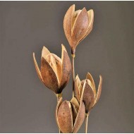 Dried Wild Lily Pods