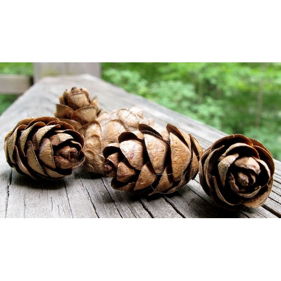 Pine Cones Hemlock 3qrts 1000 Cones