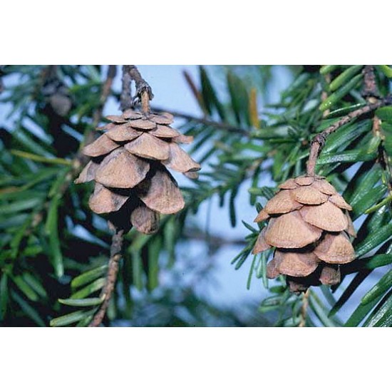 Eastern Hemlock Cones