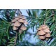 Eastern Hemlock Cones