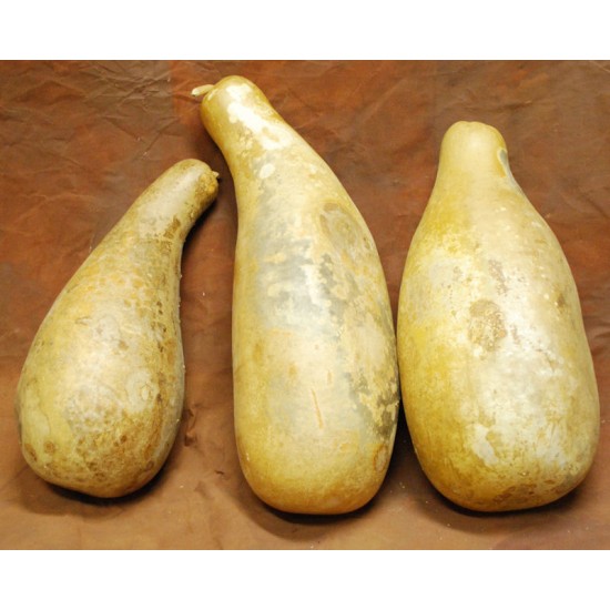 Dried Gourds - Jumbo Size