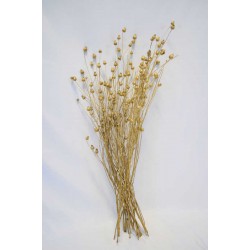 Dried Centaurea Pod Bunch - Gold