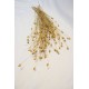 Dried Centaurea Pod Bunch - Gold