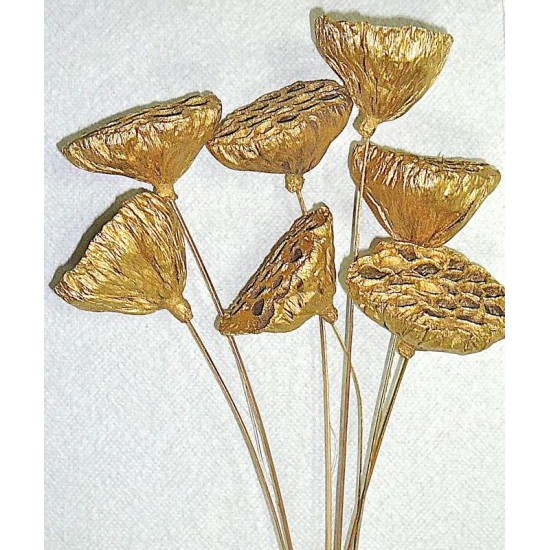 Gold Lotus Pods on Stems