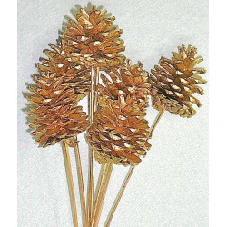 Gold Stemmed Ponderosa Pinecones