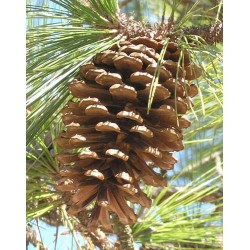 LongLeaf Pine Cones - Natural