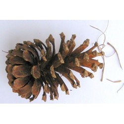 LongLeaf Pine Cones - Natural