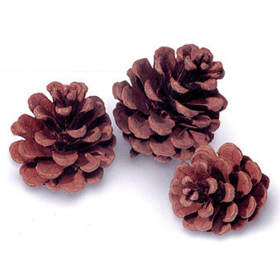 Red Pine Cones - Natural Red Cones