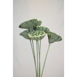 Seafoam Green Lotus Pods on Stems