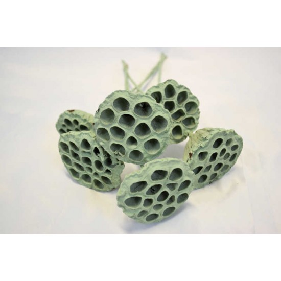 Seafoam Green Lotus Pods on Stems