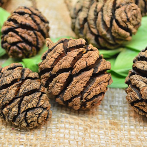 Pine cones for sale buy pine cones purchase pine cones