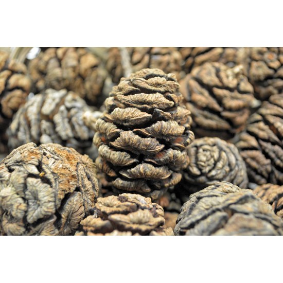 Sequoia Cones - Sequoia Pine Cones