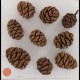 Sequoia Cones - Sequoia Pine Cones