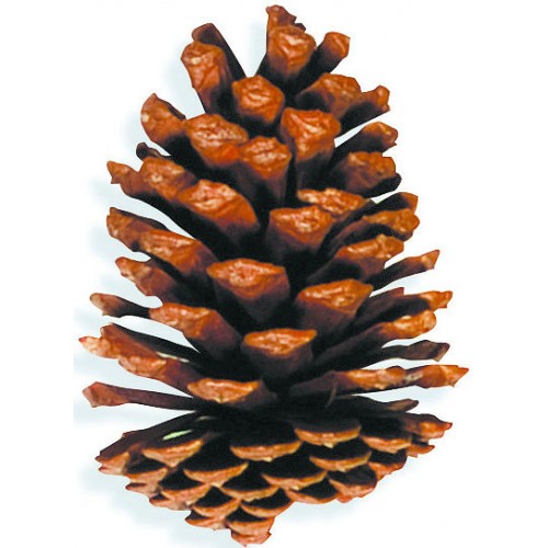 Pine Cones For Sale