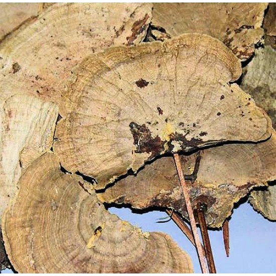Sponge Mushroom Picked Sponge Mushroom Picked