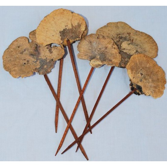 Sponge Mushroom Picked Sponge Mushroom Picked
