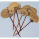 Sponge Mushroom Picked Sponge Mushroom Picked