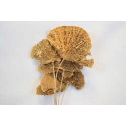 Dried Sponge Mushroom - Stemmed