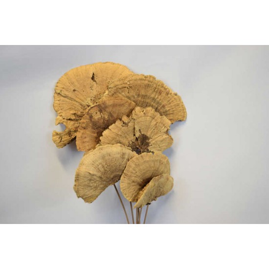 Dried Sponge Mushroom - Stemmed