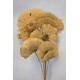 Dried Sponge Mushroom - Stemmed