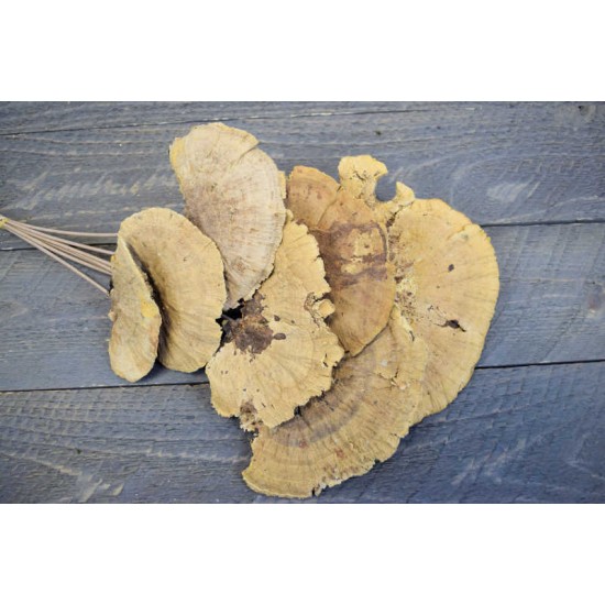 Dried Sponge Mushroom - Stemmed