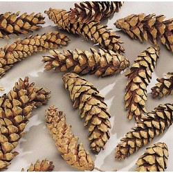 1/2 LB Fall and Christmas Decorations Banberry Designs Bulk Lot of Mini White Washed Real Pinecones Approx 1-Inch Approx 225 Grams Bag of Small Assorted Sized Pine Cones 