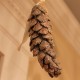 Snow Glittered Strobus Pine Cones