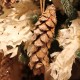 Snow Glittered Strobus Pine Cones