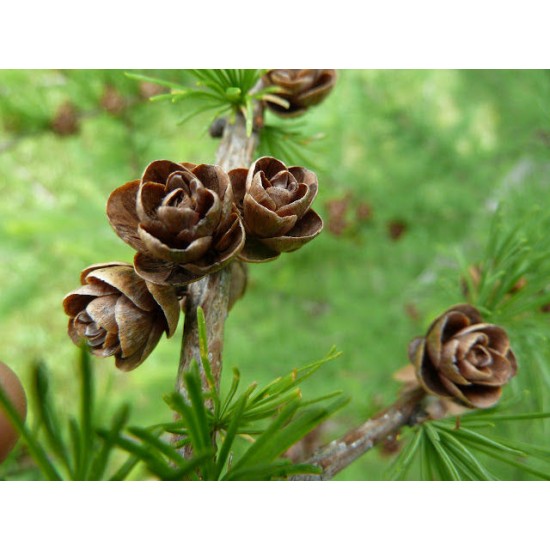 Tamarack Cones - Natural