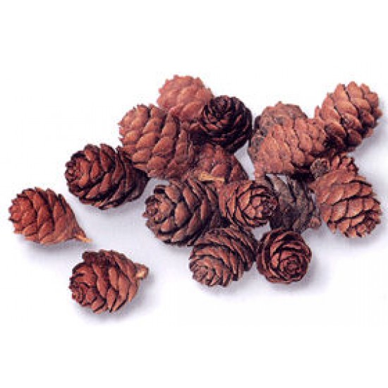 Tamarack Cones - Natural